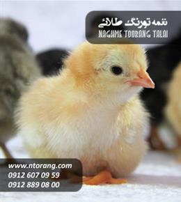 فروش جوجه گوشتی میرامین